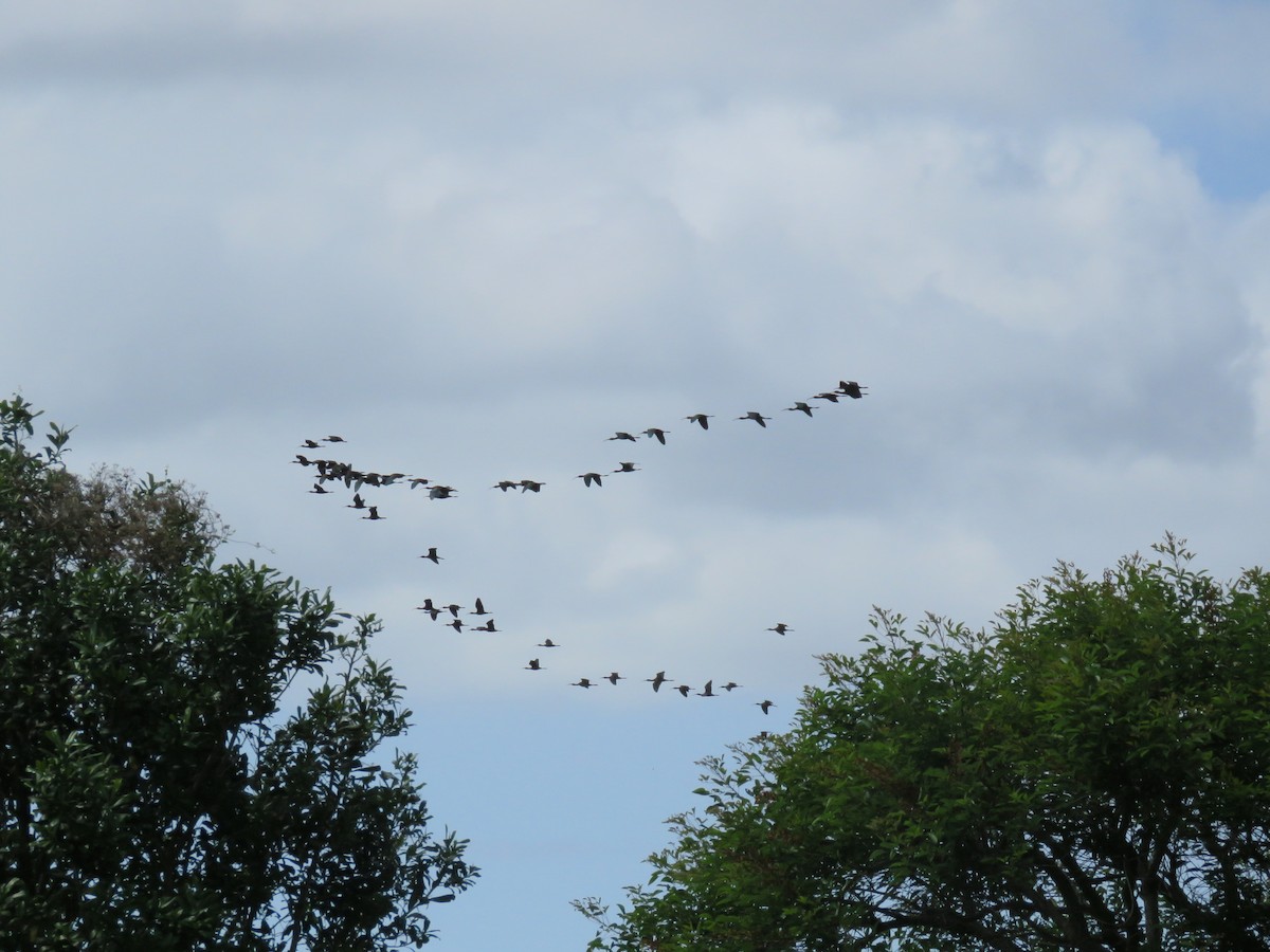 Beltzaran musuzuria - ML646669139