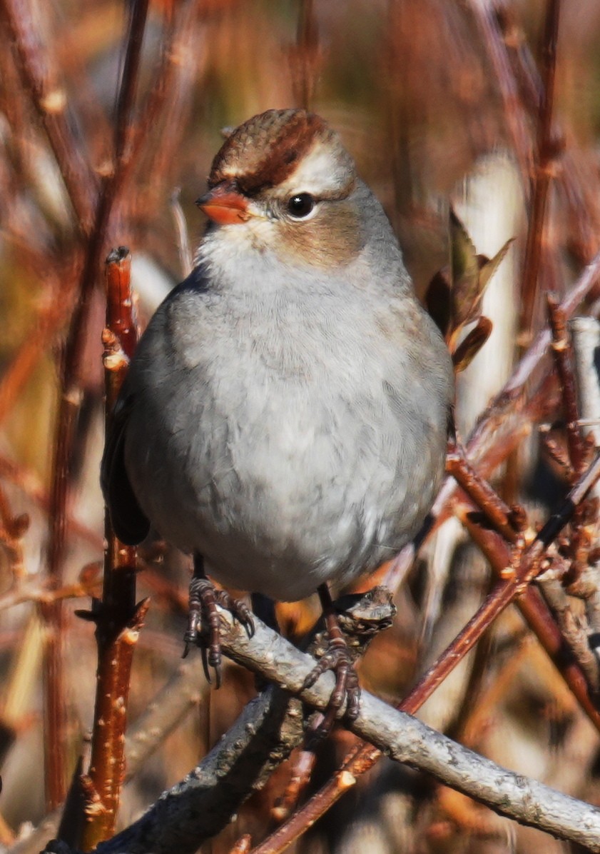 White-crowned Sparrow - ML646669140