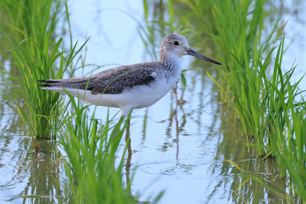 Common Greenshank - ML646669141