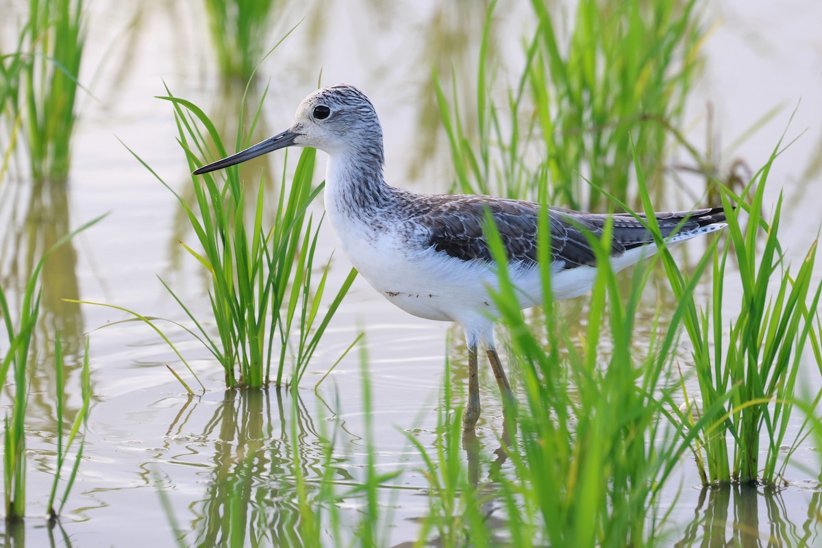 Common Greenshank - ML646669142