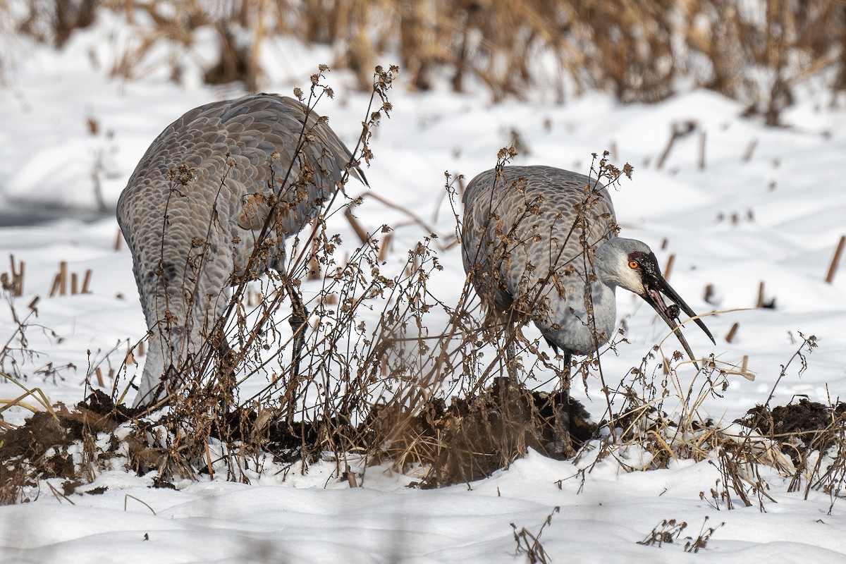 Kurrilo kanadarra - ML646669143