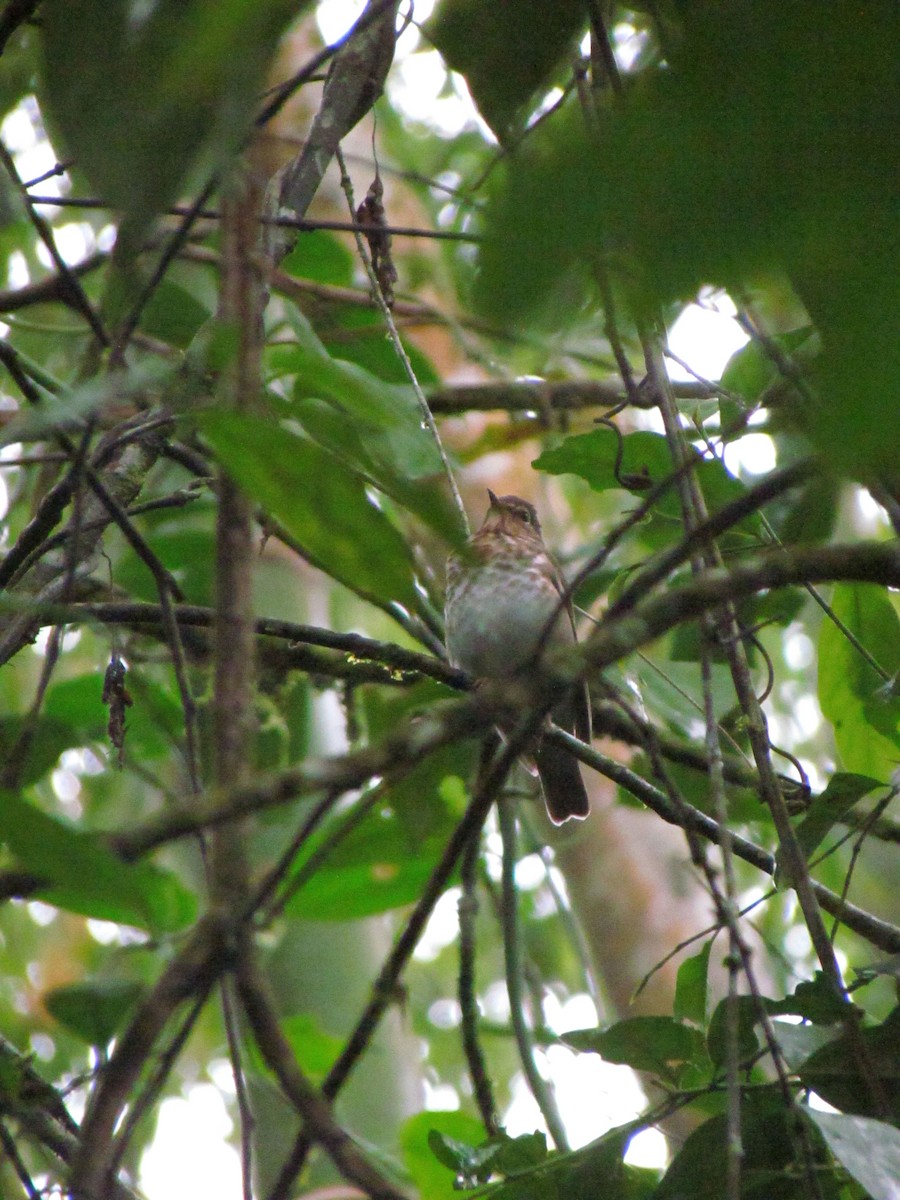 Swainson's Thrush - ML646669146