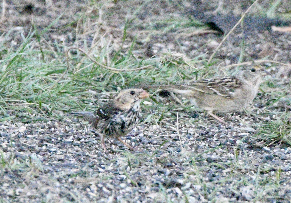 Harris's Sparrow - ML646669149