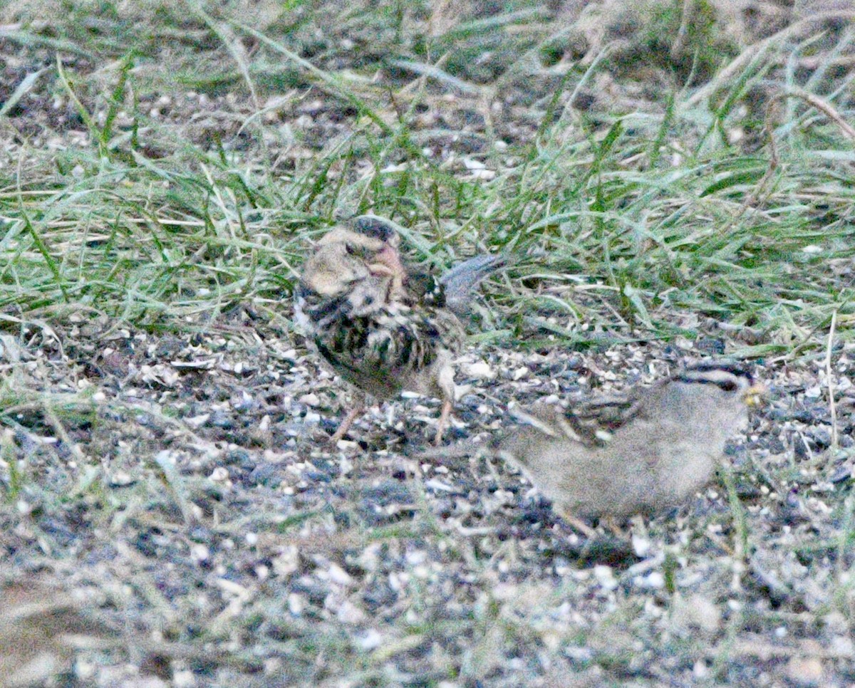 Harris's Sparrow - ML646669150