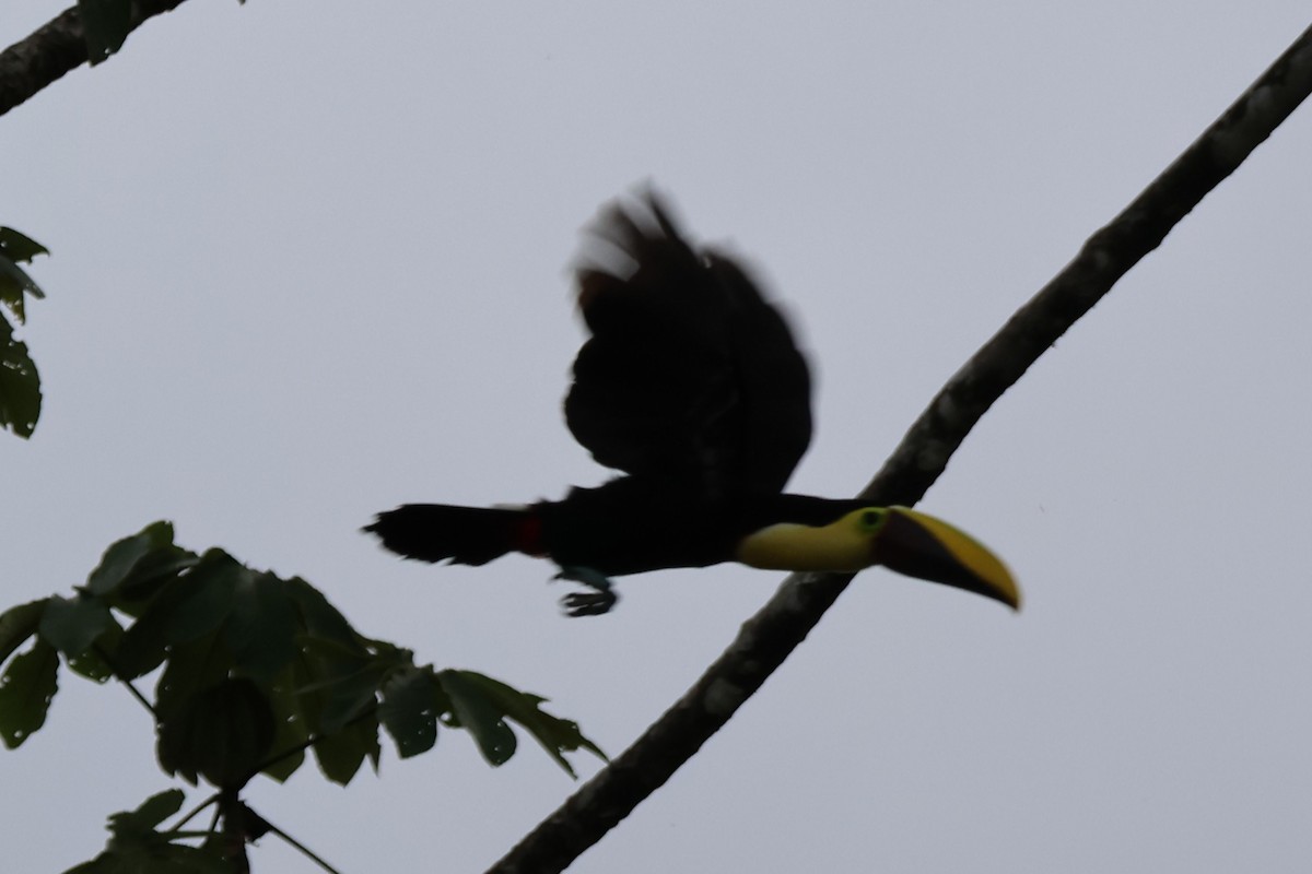 Yellow-throated Toucan - ML646669154