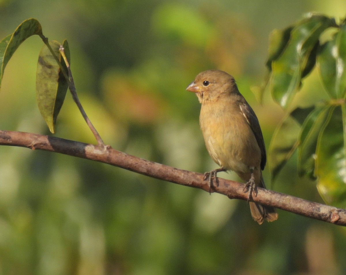 Sporophila sp. - ML646669155