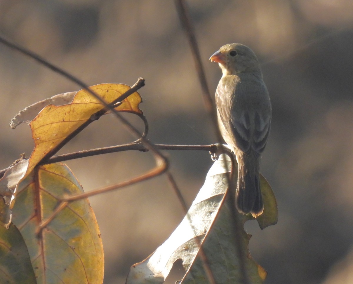 Sporophila sp. - ML646669156