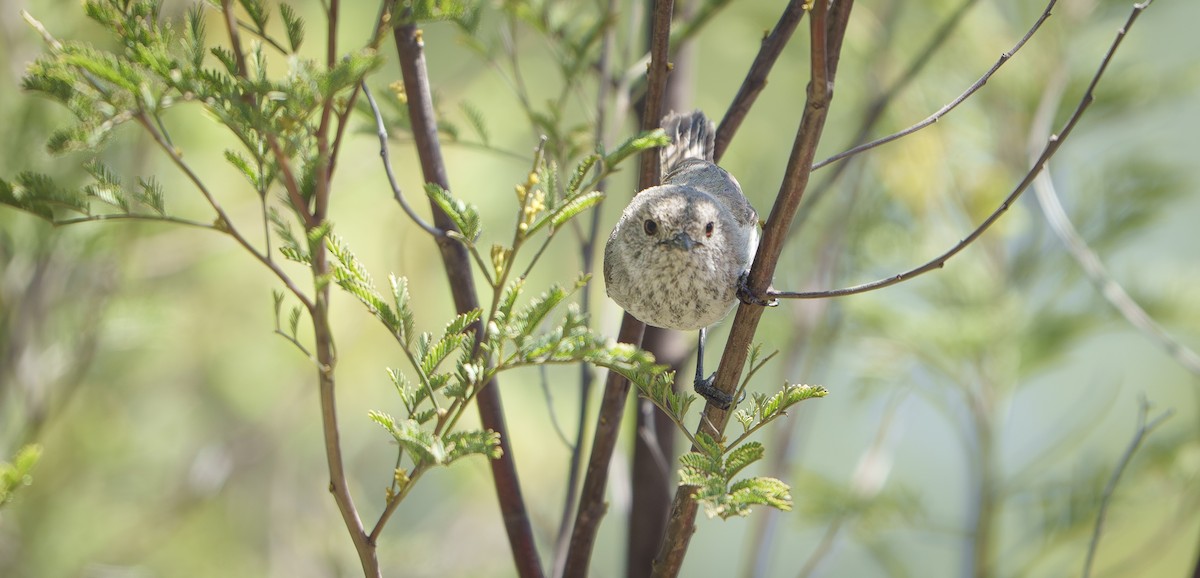 Inland Thornbill - ML646669157