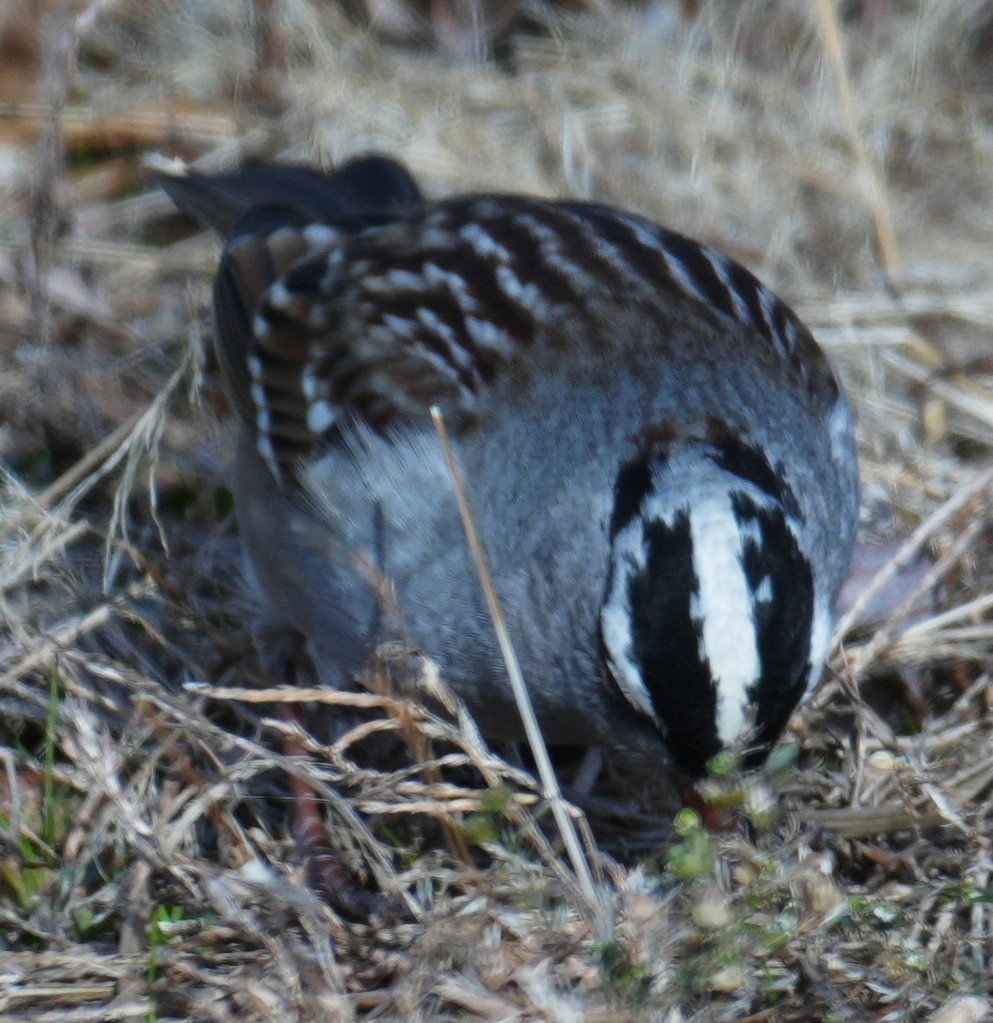 White-crowned Sparrow - ML646669158