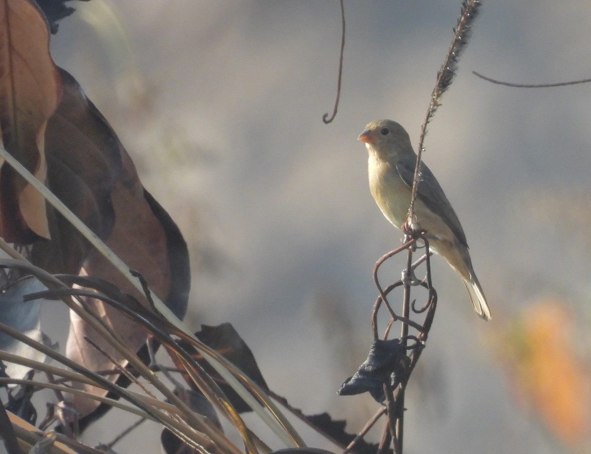 Sporophila sp. - ML646669161