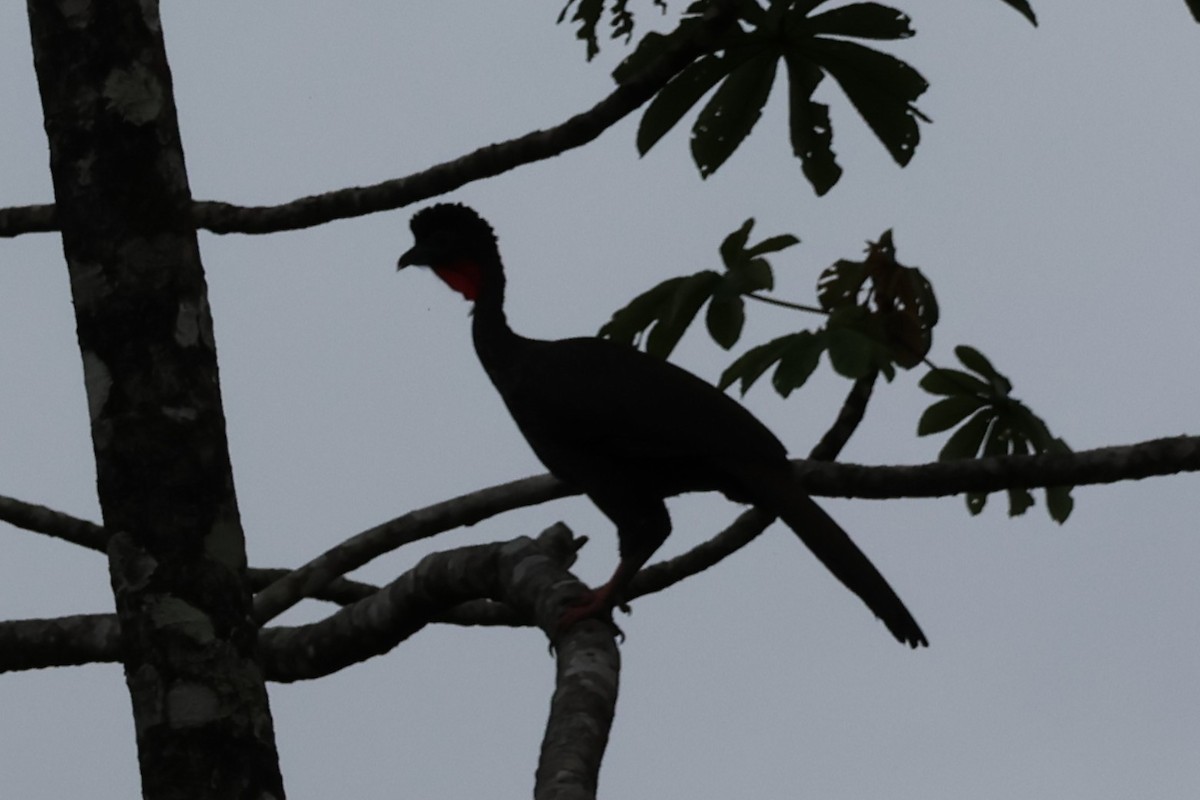 Crested Guan - ML646669162