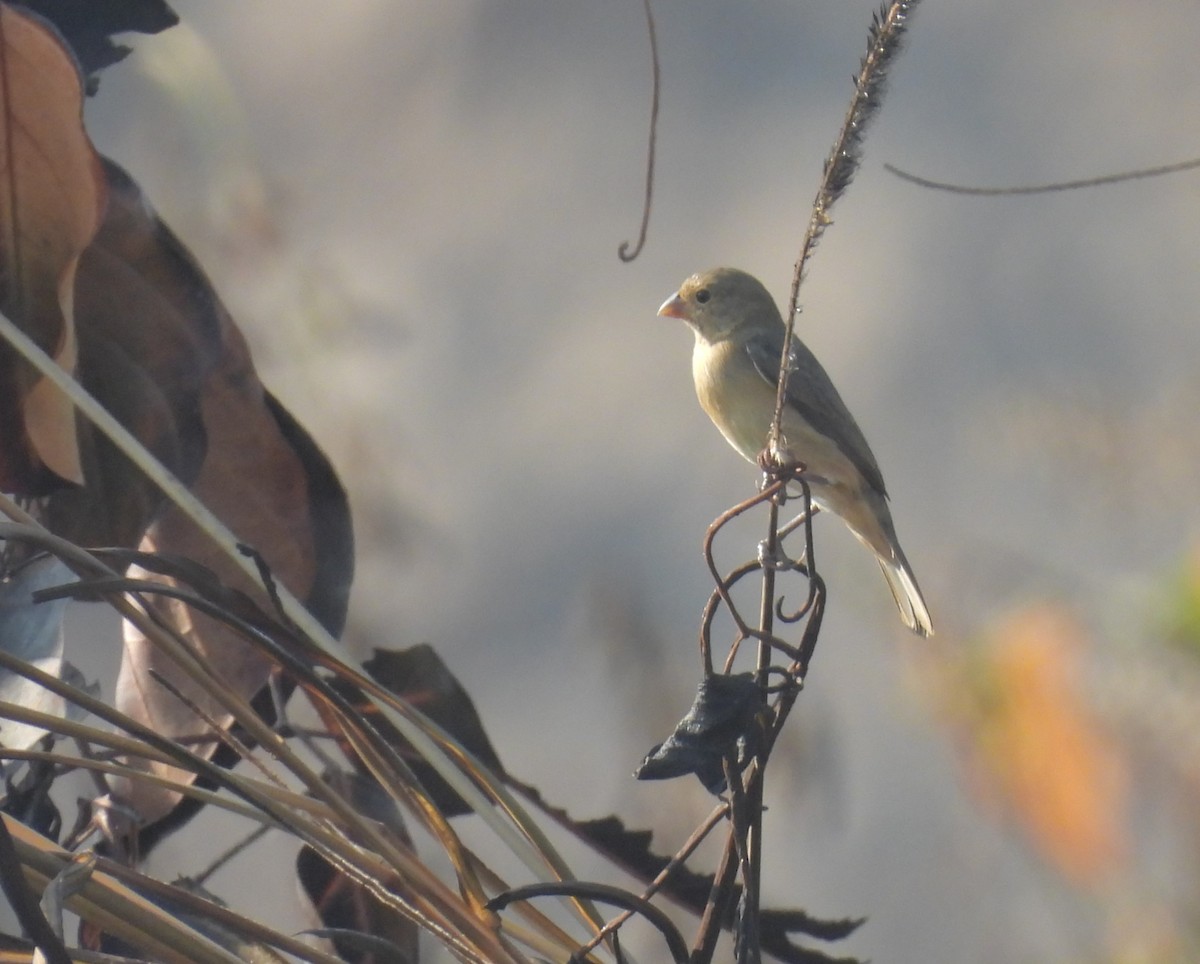 Sporophila sp. - ML646669164