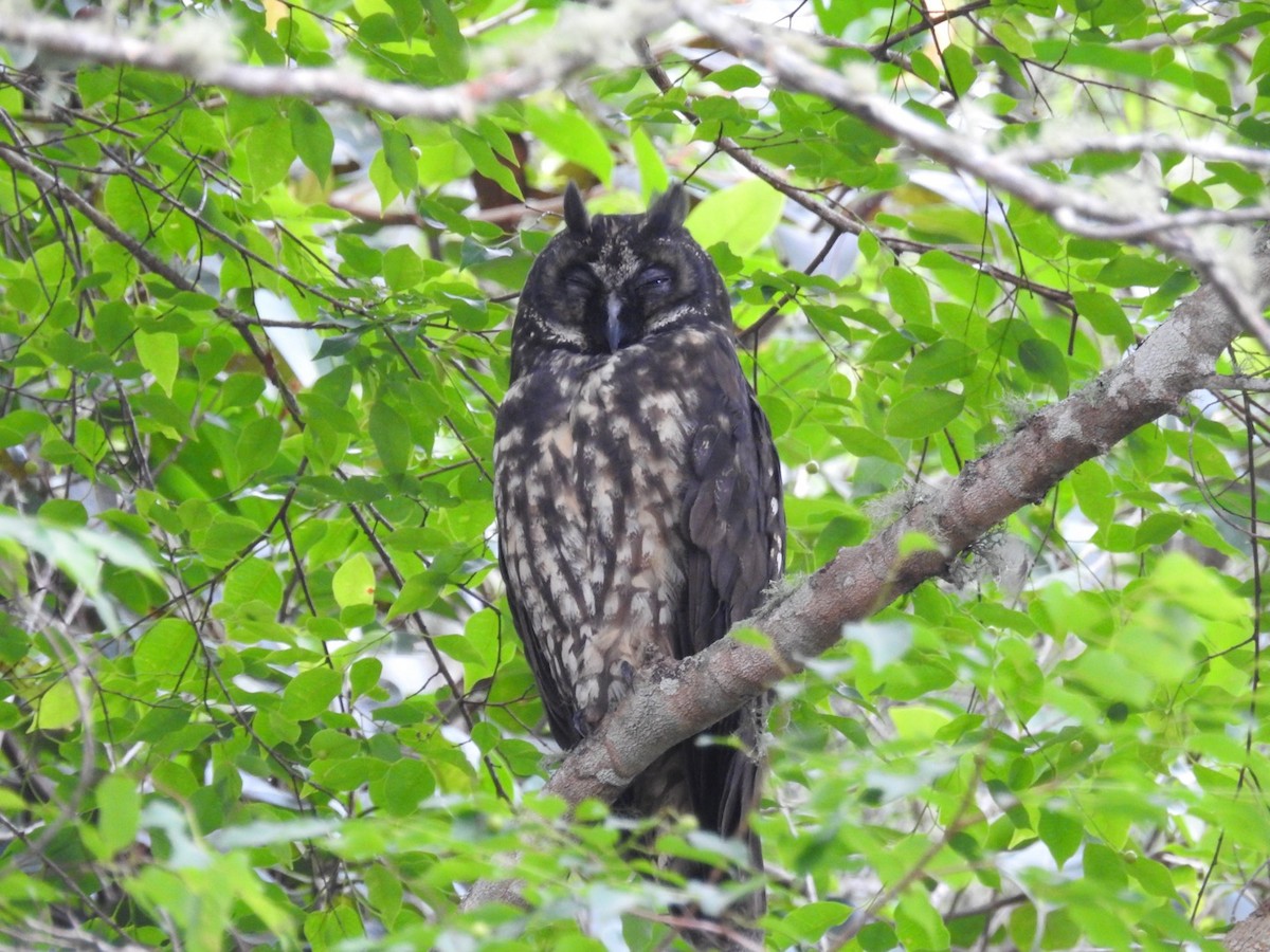 styksugle - ML646669165