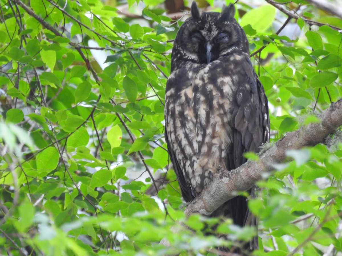 styksugle - ML646669166