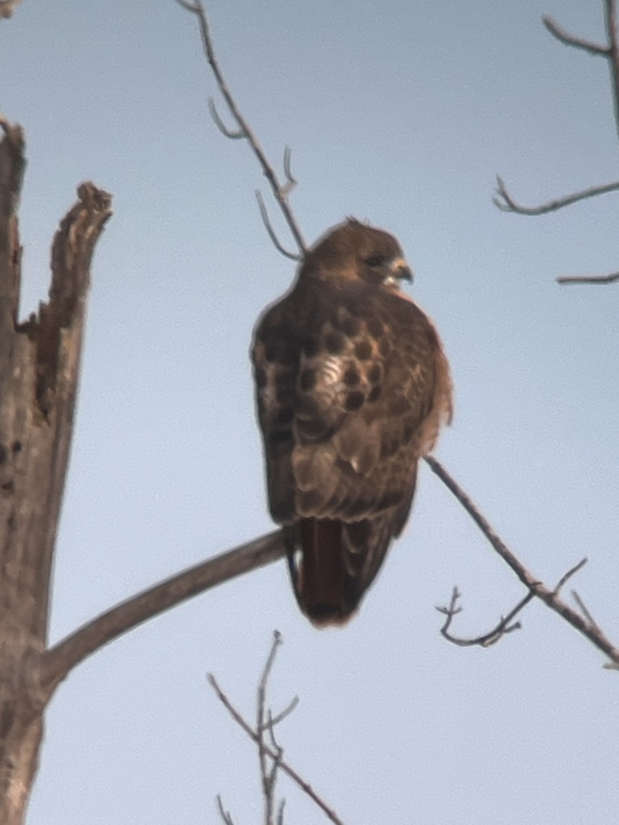 Buse à queue rousse - ML646669167