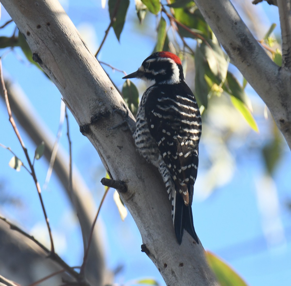 Pic de Nuttall - ML646669169