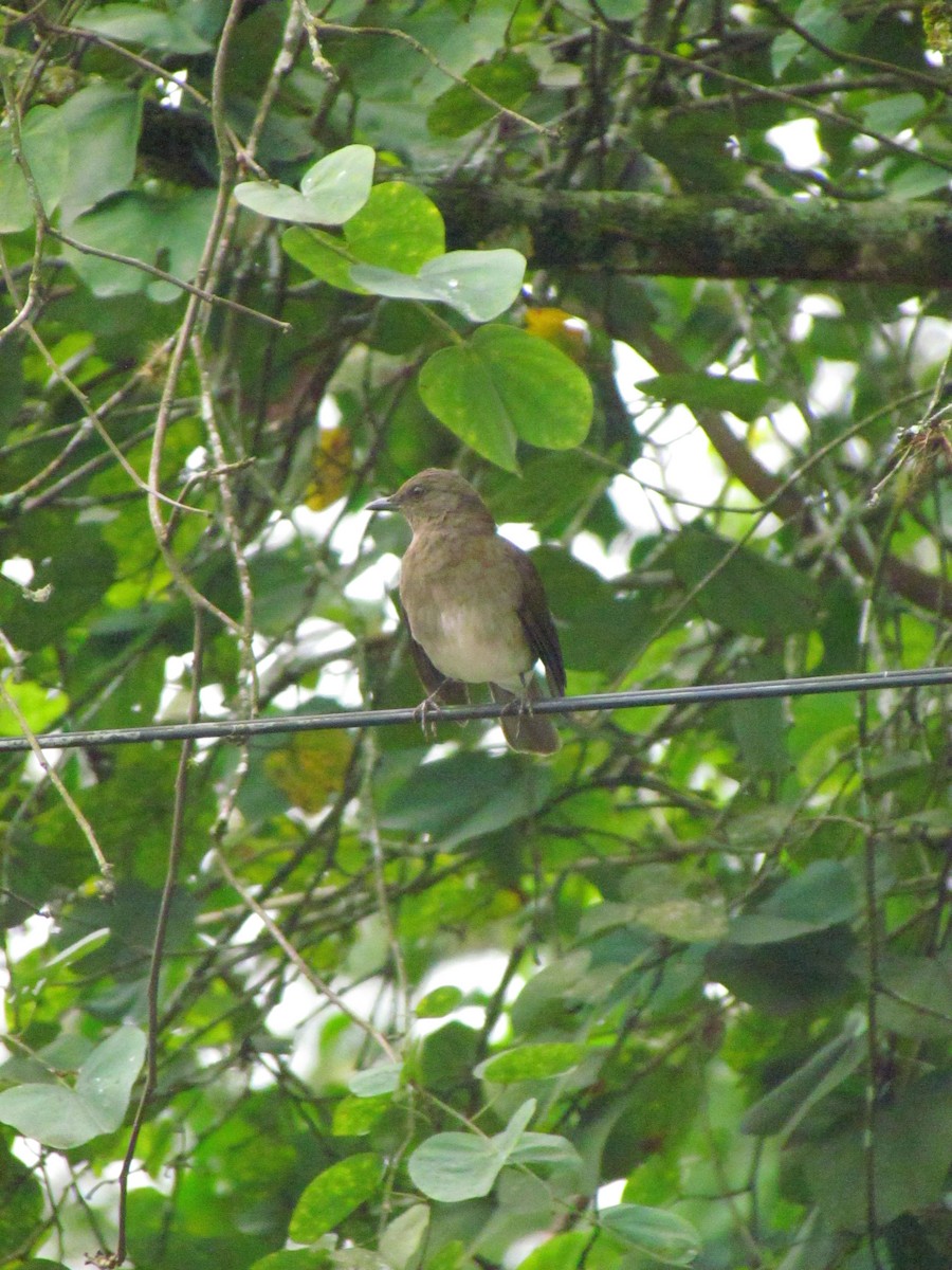 svartnebbtrost - ML646669172