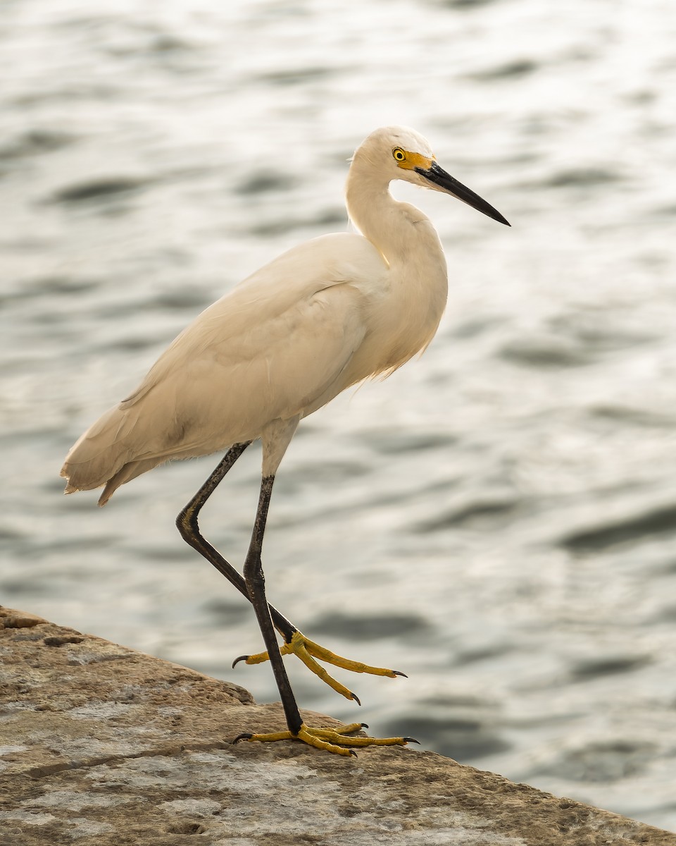 snøhegre - ML646669174