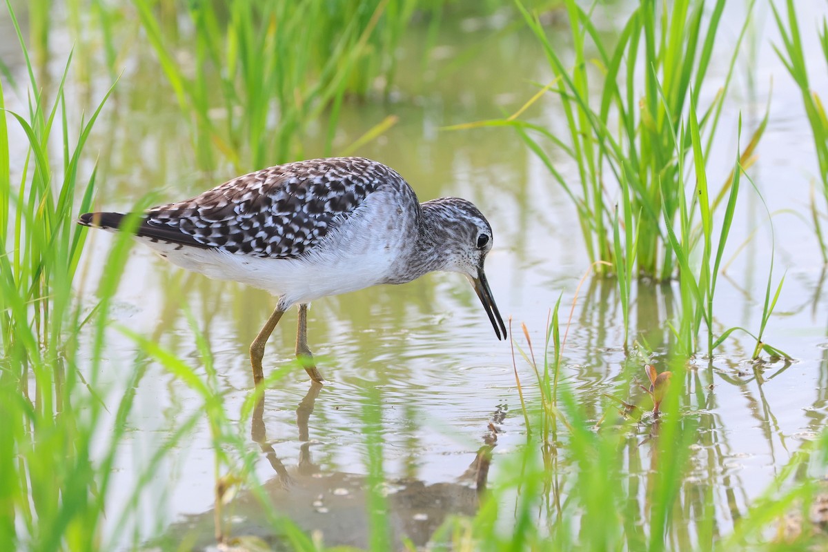 Wood Sandpiper - ML646669177