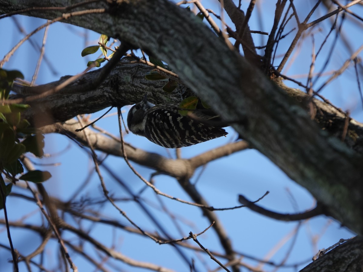 knøttspett - ML646669178