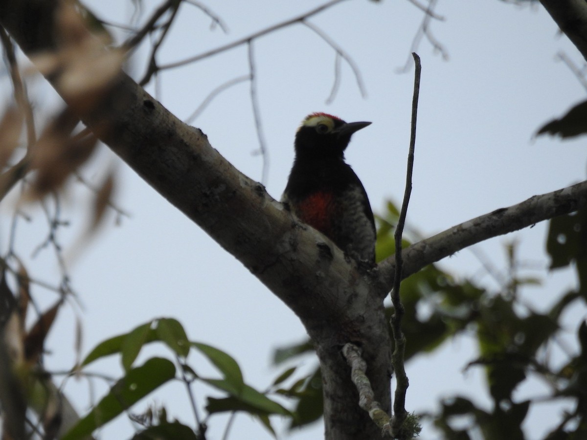 amazonspett - ML646669179