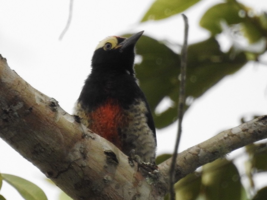 amazonspett - ML646669180