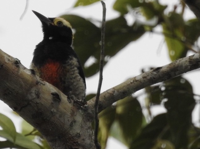 amazonspett - ML646669181