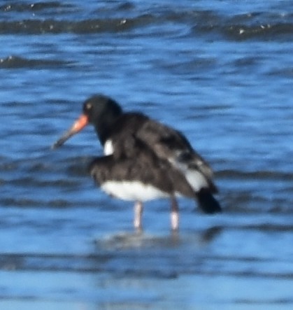 amerikatjeld - ML646669182