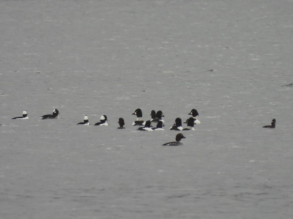 kvinand - ML646669183