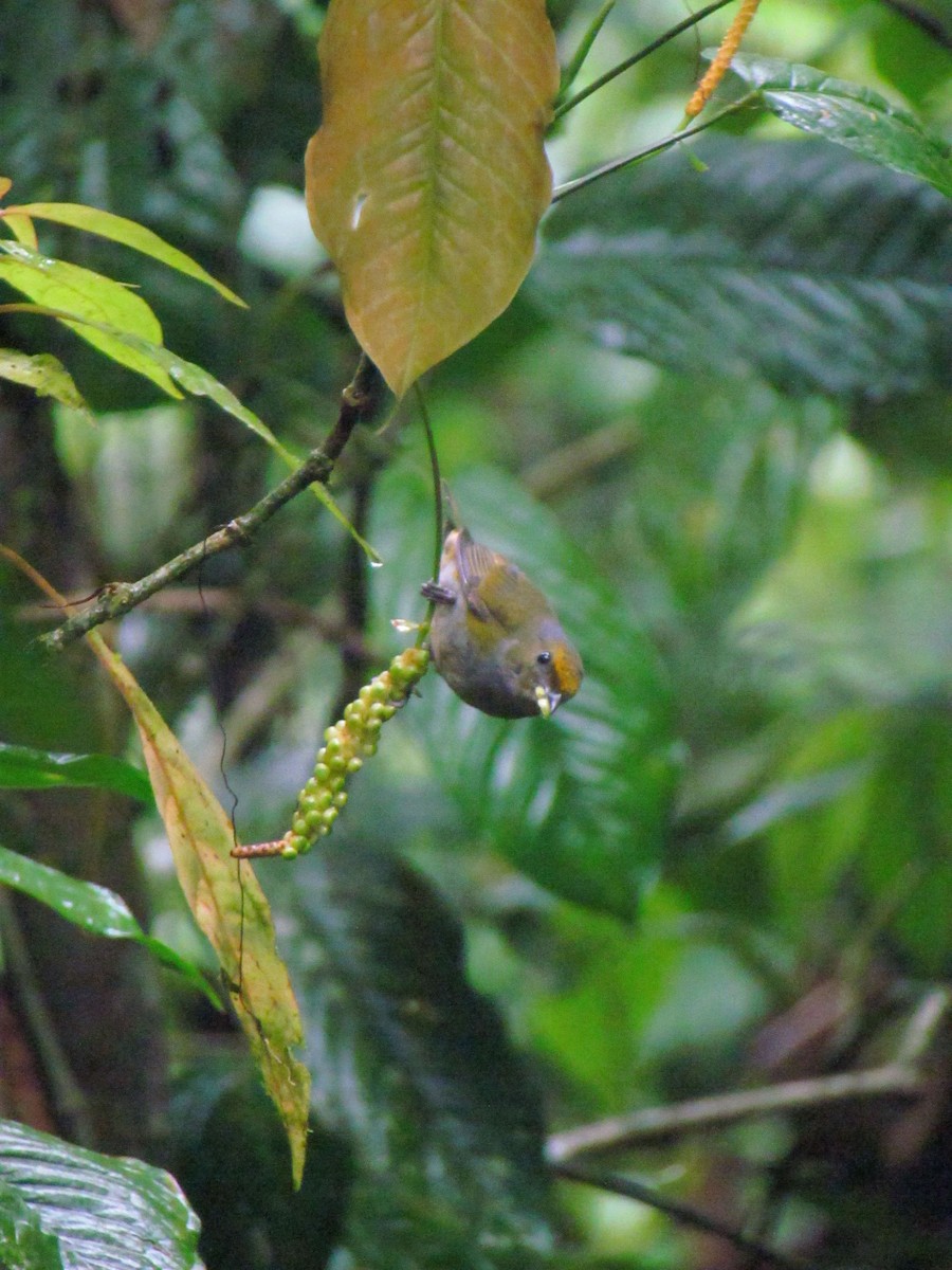 gyllenbukeufonia - ML646669184