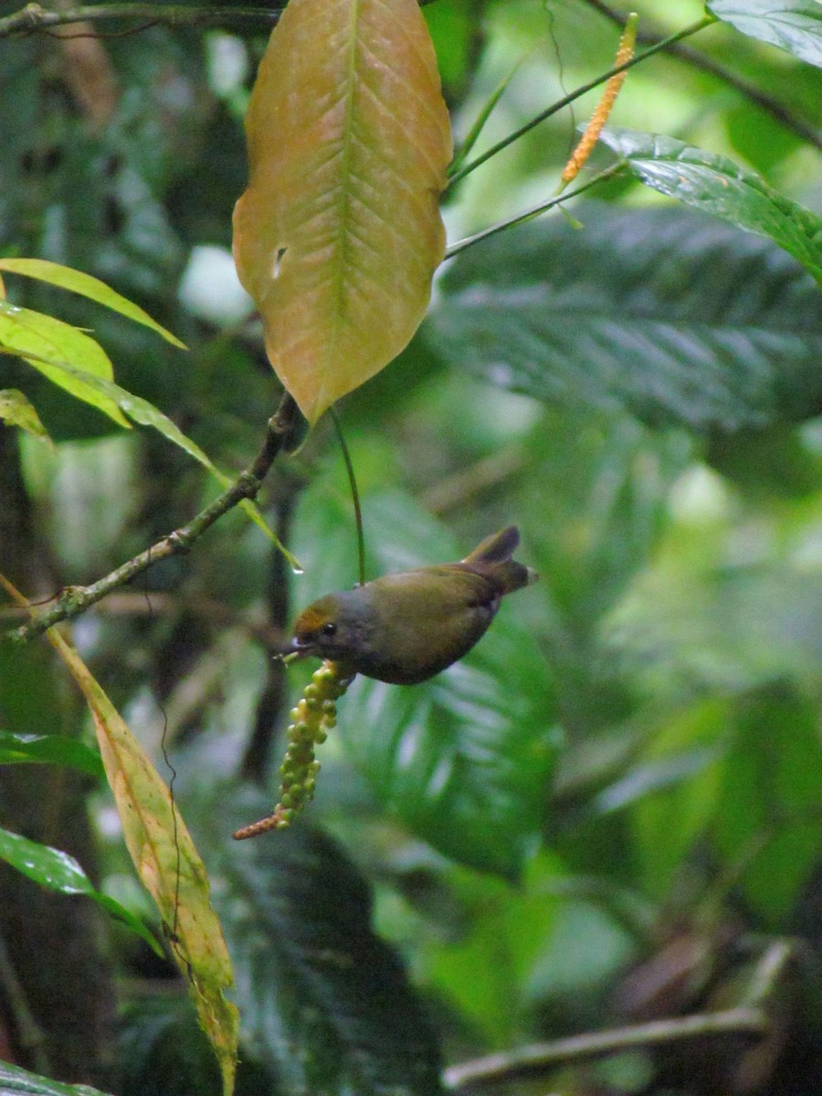 gyllenbukeufonia - ML646669185