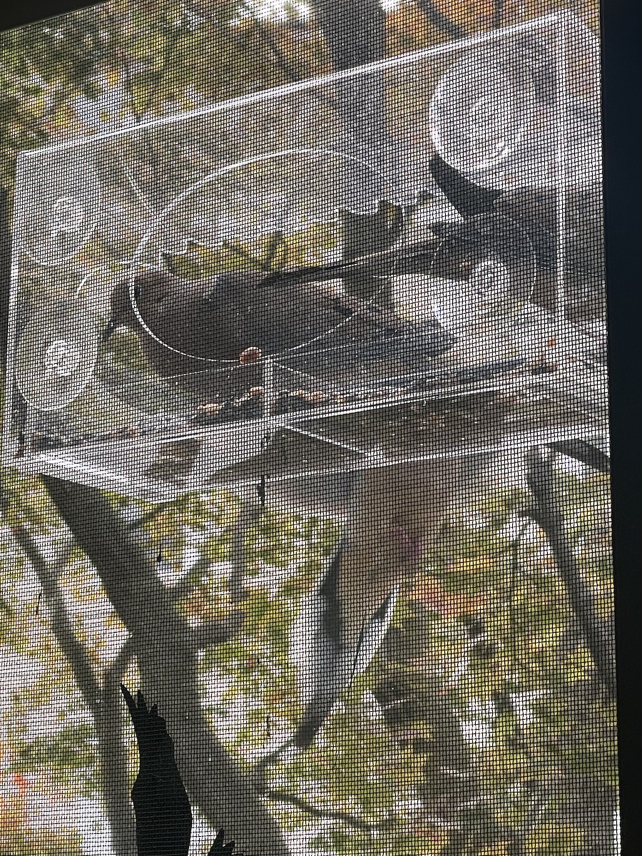 sørgedue - ML646669186