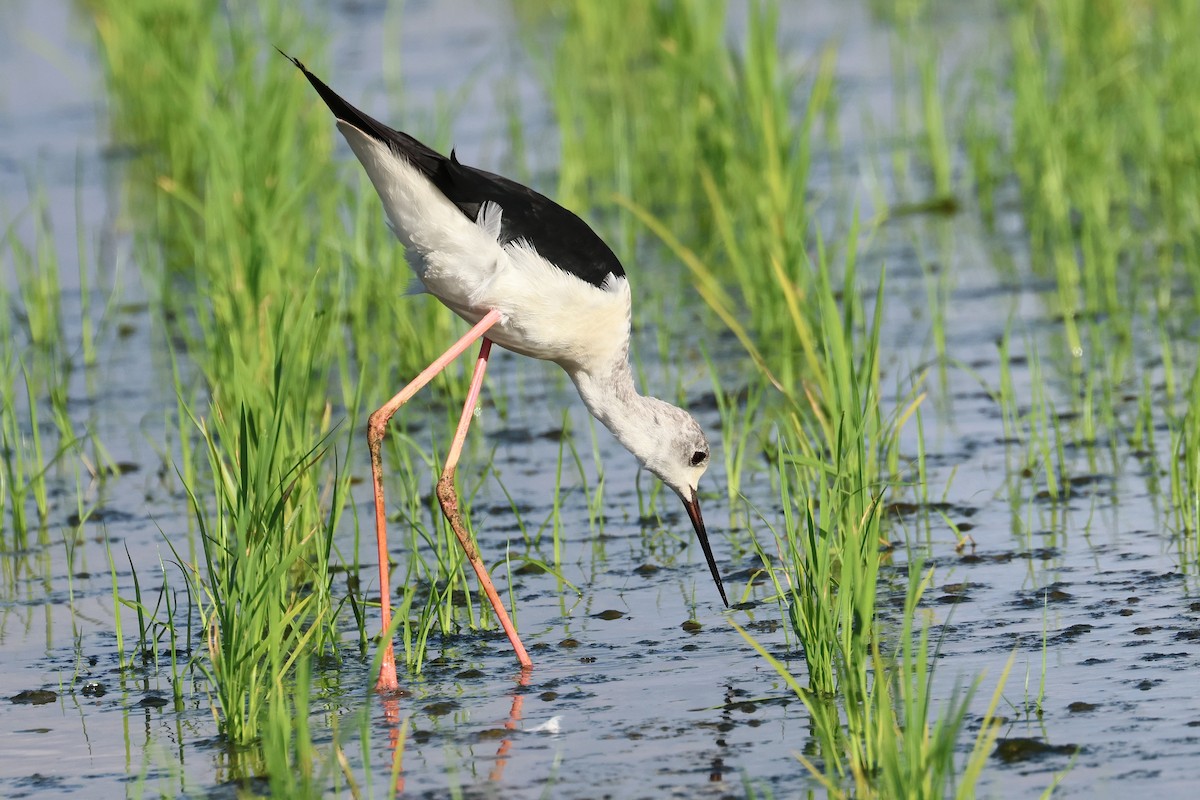 Black-winged Stilt - ML646669187