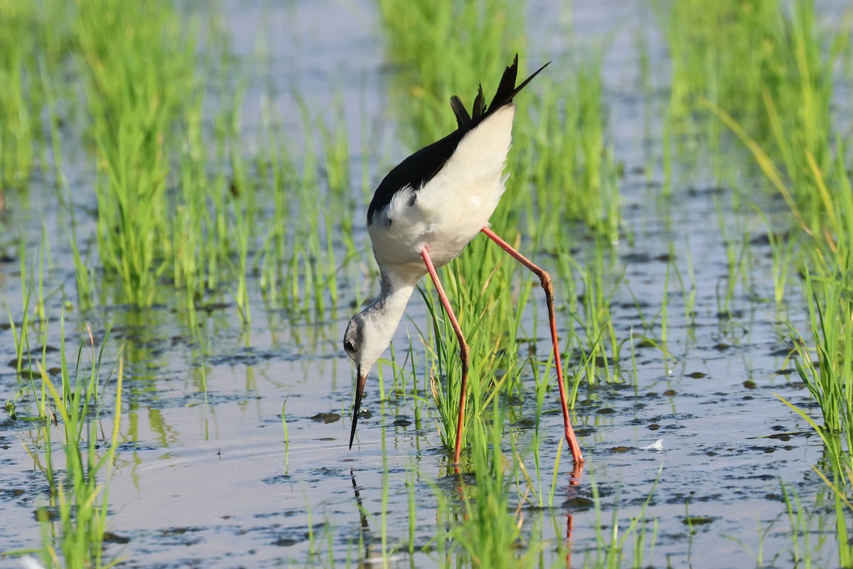 Black-winged Stilt - ML646669188