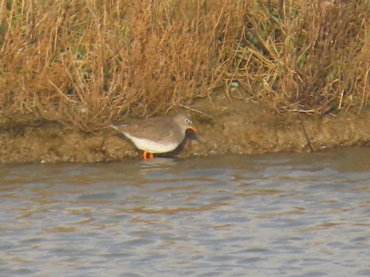 rødstilk - ML646669189