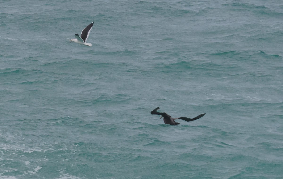 dvergpingvin - ML646669190