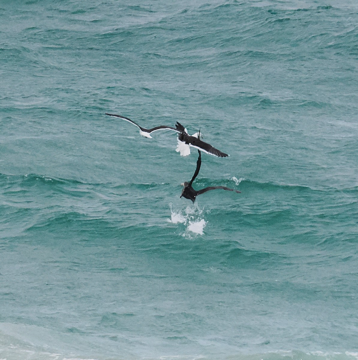 dvergpingvin - ML646669191