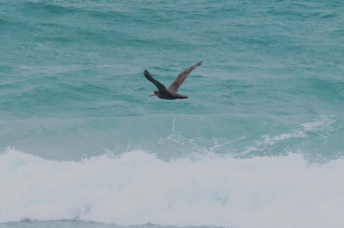 dvergpingvin - ML646669192