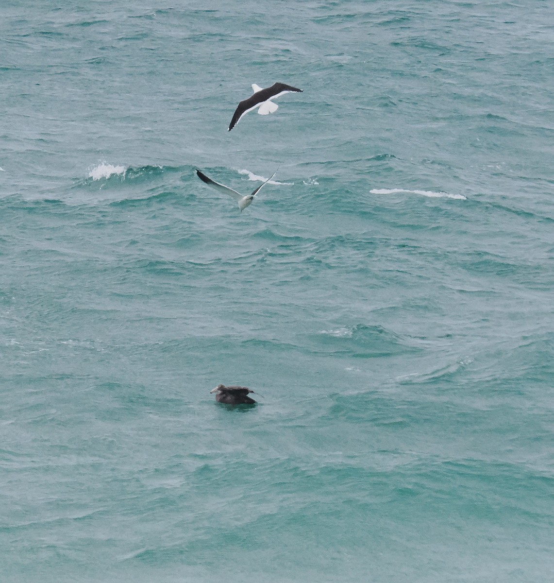 dvergpingvin - ML646669193