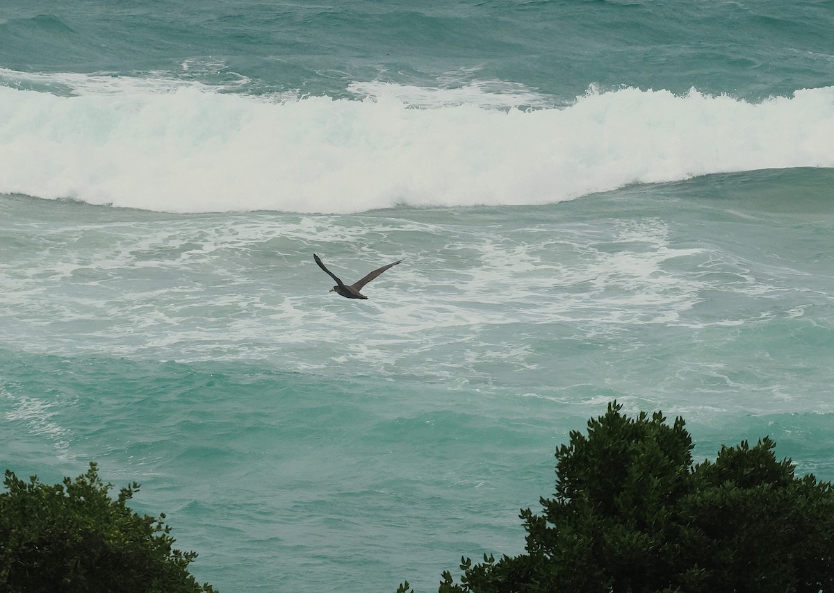 dvergpingvin - ML646669194