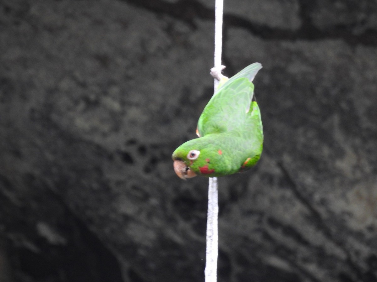 amazonparakitt - ML646669195