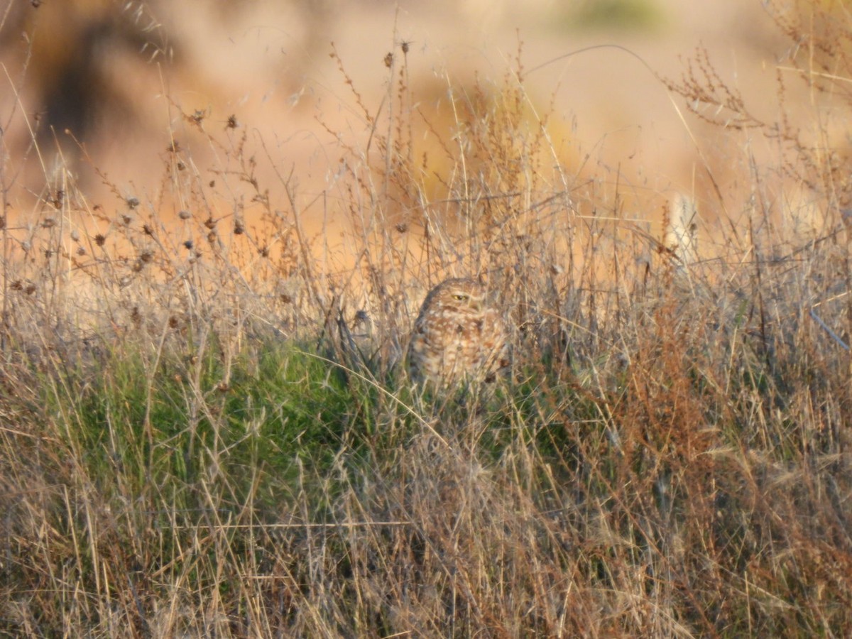 graveugle - ML646669196