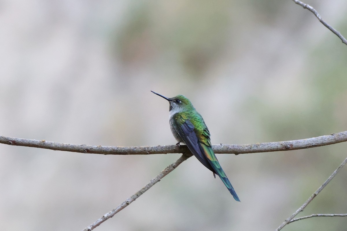 gråbukkolibri - ML646669197