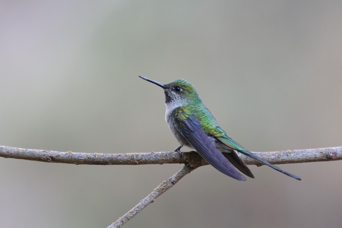 gråbukkolibri - ML646669198