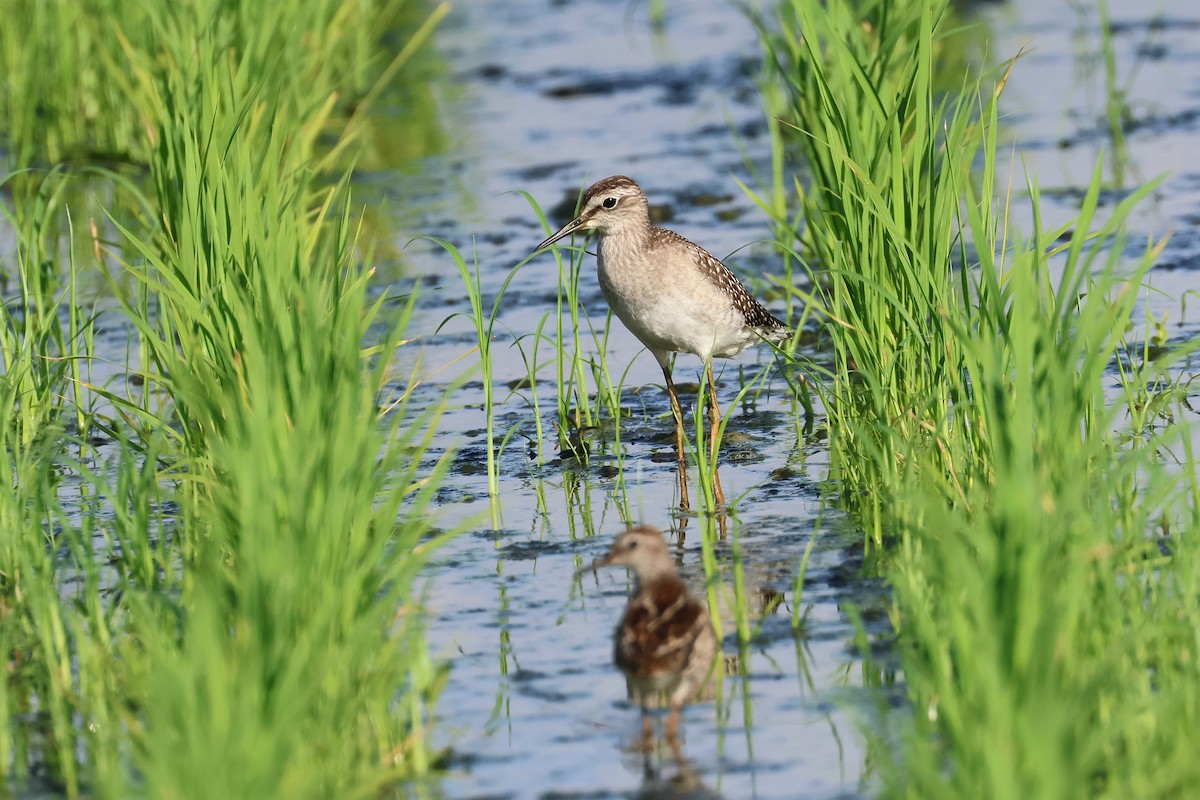 Long-toed Stint - ML646669199