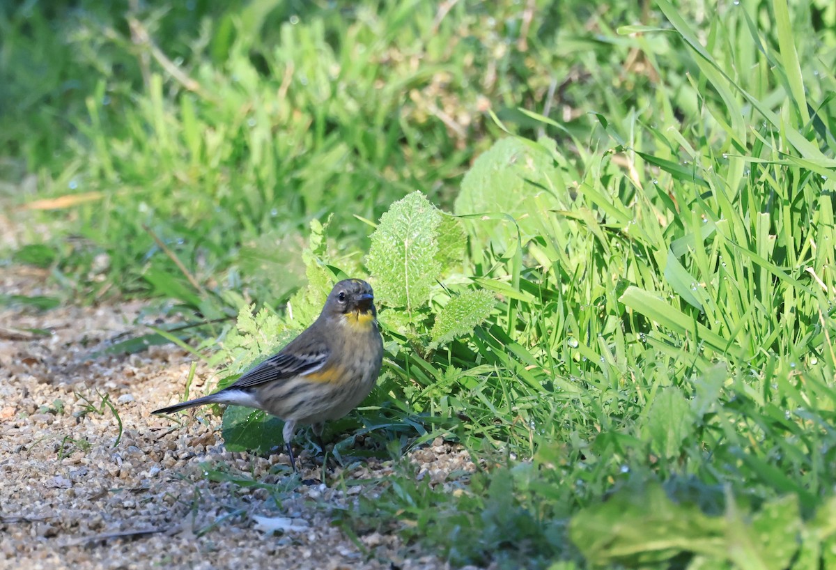 myrteparula (auduboni) (sitronstrupeparula) - ML646669200