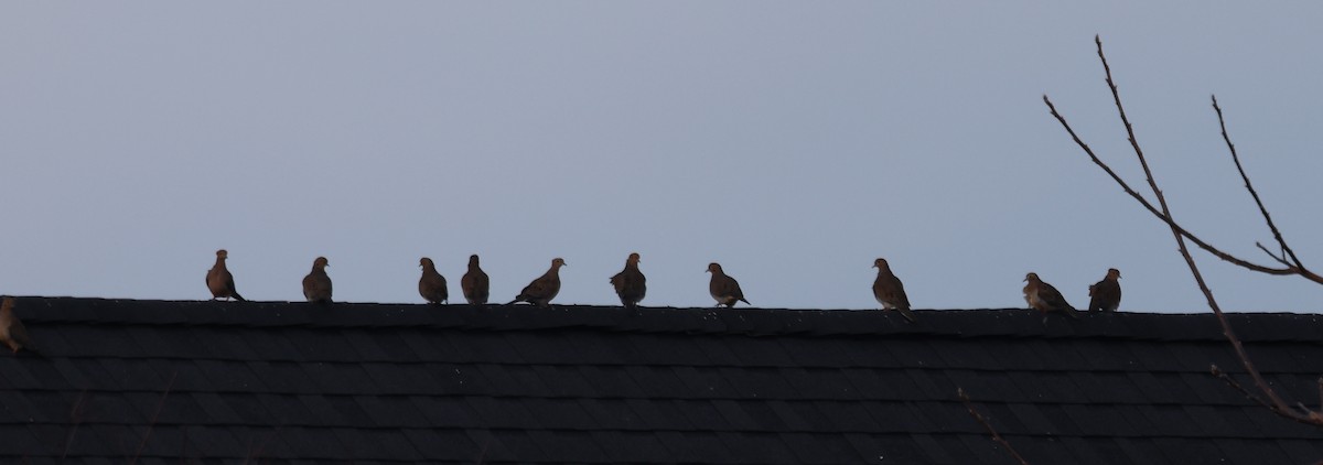 sørgedue - ML646669201