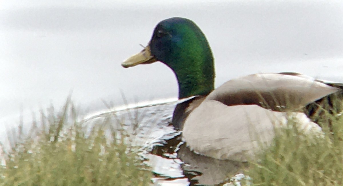 stokkand - ML646669203