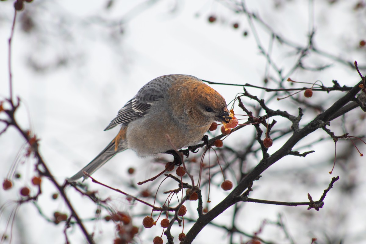 Pine Grosbeak - ML646669204