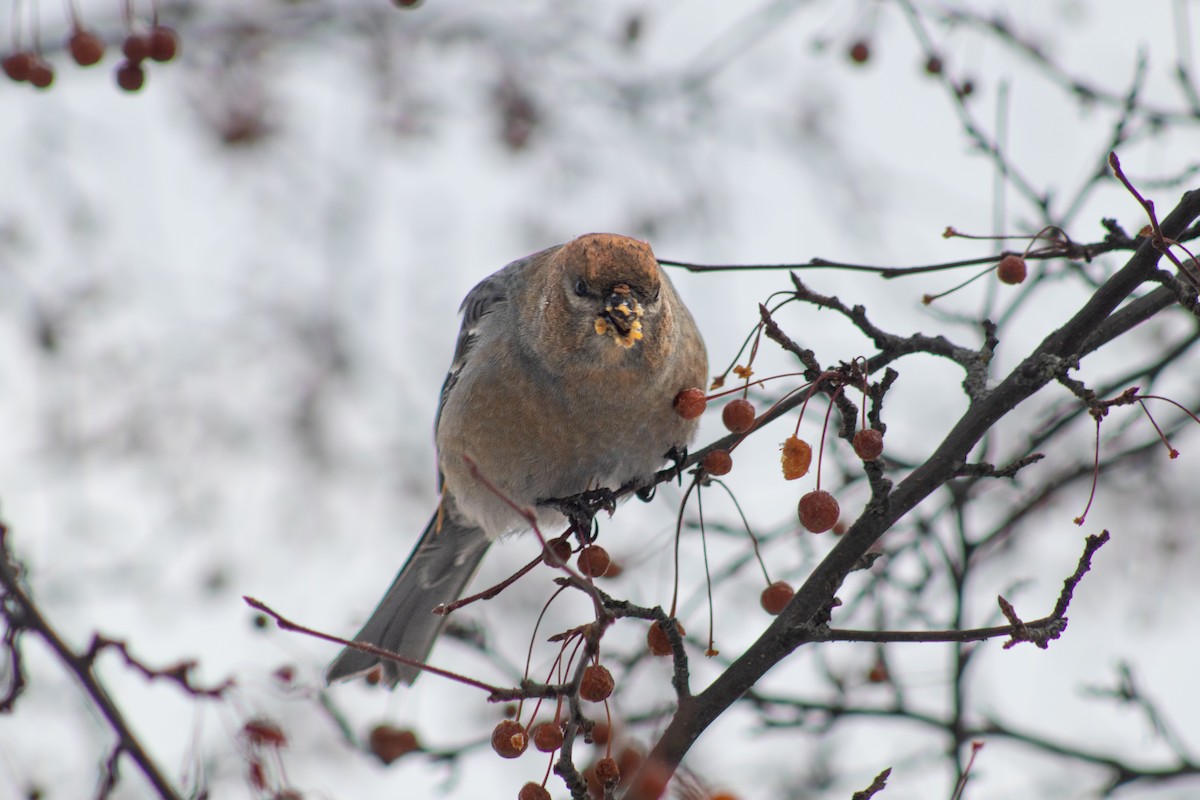 Pine Grosbeak - ML646669205